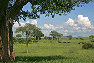 photographie Kenya Tanzanie Safari