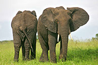photographie Kenya Tanzanie Safari