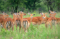 photographie Kenya Tanzanie Safari