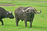 photographie Kenya Tanzanie Safari