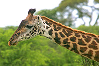 photographie Kenya Tanzanie Safari