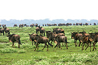 photographie Kenya Tanzanie Safari