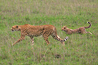 photographie Kenya Tanzanie Safari