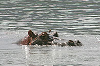 photographie Kenya Tanzanie Safari
