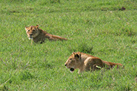 photographie Kenya Tanzanie Safari