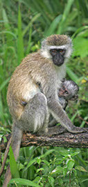 photographie Kenya Tanzanie Safari