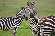 photographie Kenya Tanzanie Safari